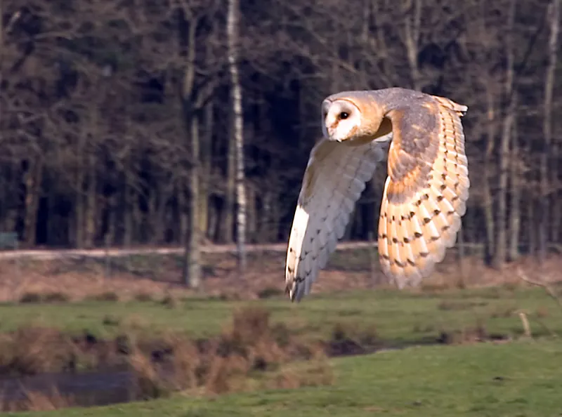 A barn owl flying low past the edge of a wood