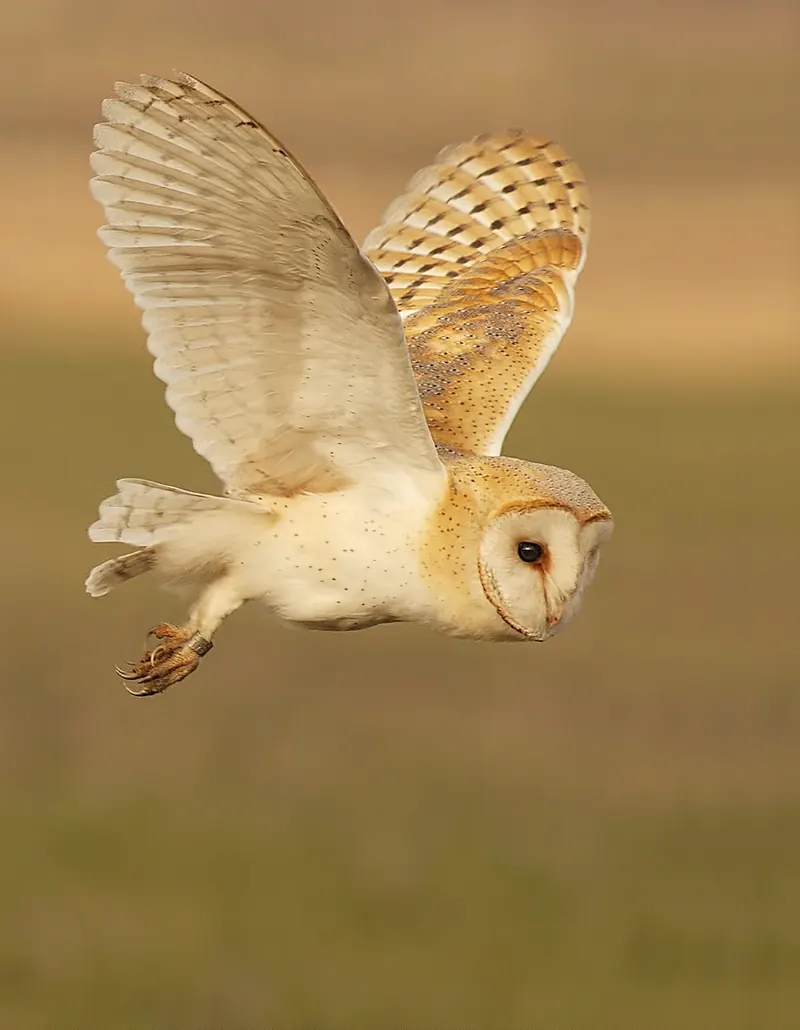 A pale barn owl hovering over a field at dusk