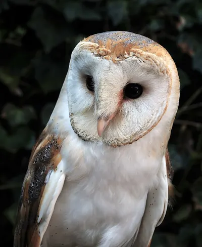 Barn owl