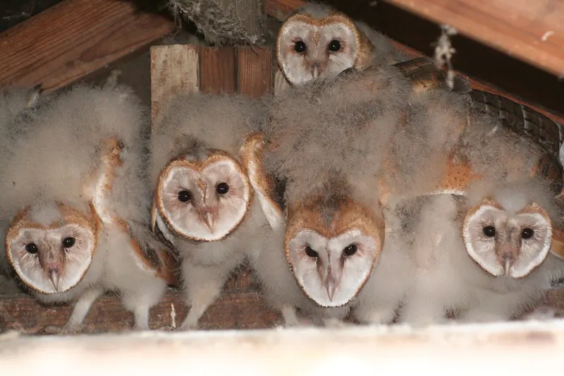 A row of fluffy barn owlets of different sizes in a nest box