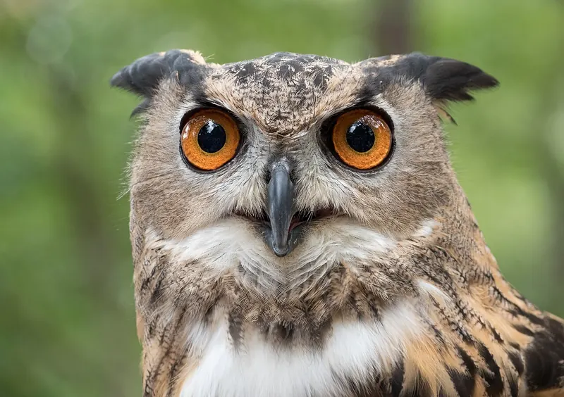 Eurasian eagle-owl (Bubo bubo)