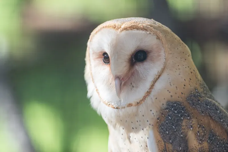 Close-up of a barn owl’s heart-shaped white facial disc