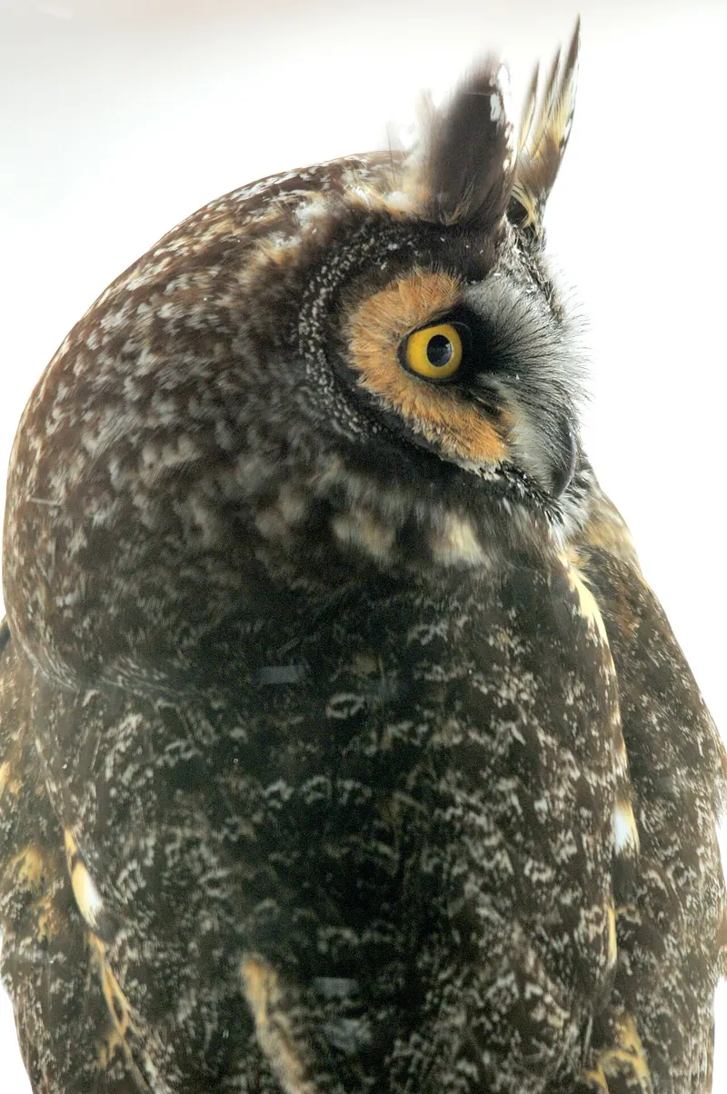 Close-up of a long-eared owl’s face with orange eyes