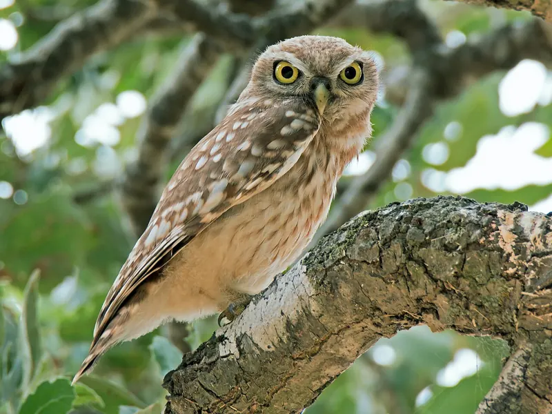 A little owl perched on a branch, staring with yellow eyes