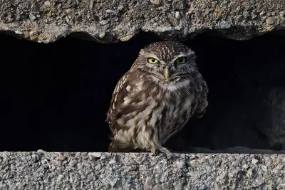 Little owl
