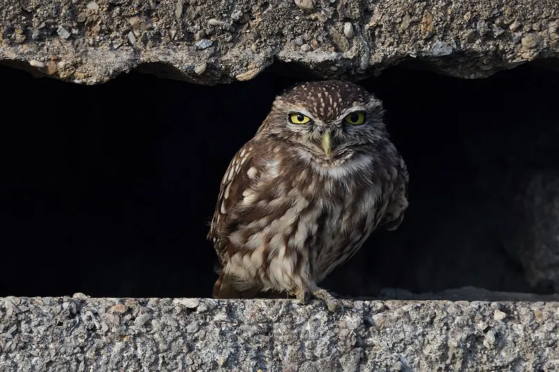 A little owl in a stone wall gap