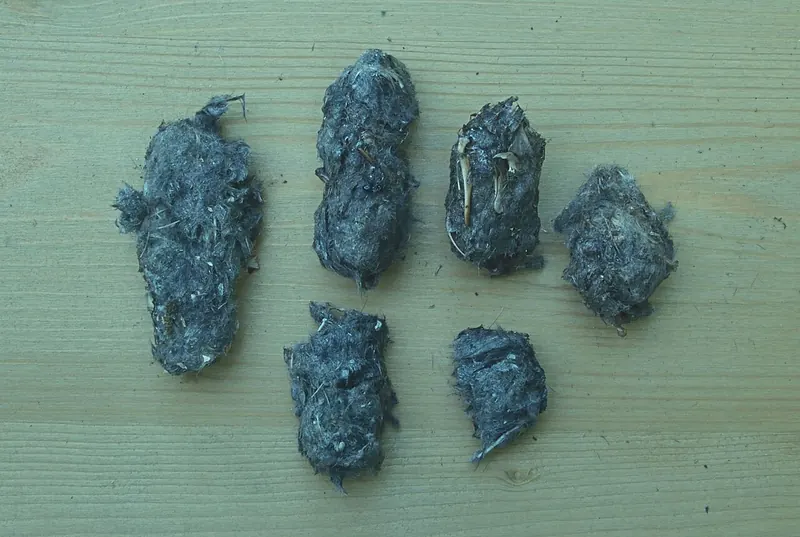 Six small dark little owl pellets on a green board