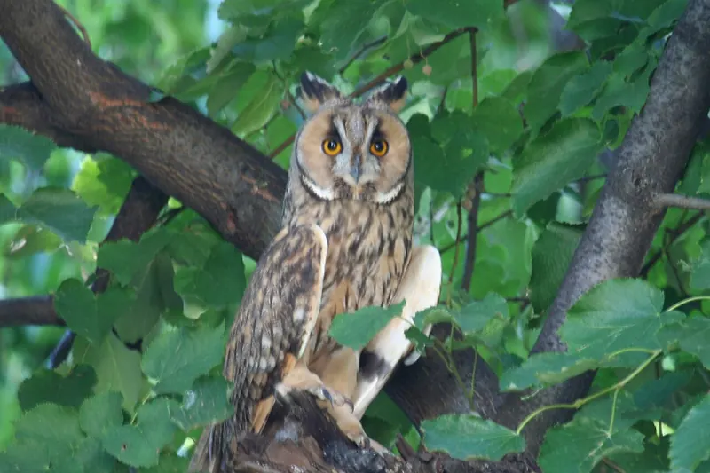A long-eared owl with raised ear tufts and orange eyes, roosting in a leafy tree