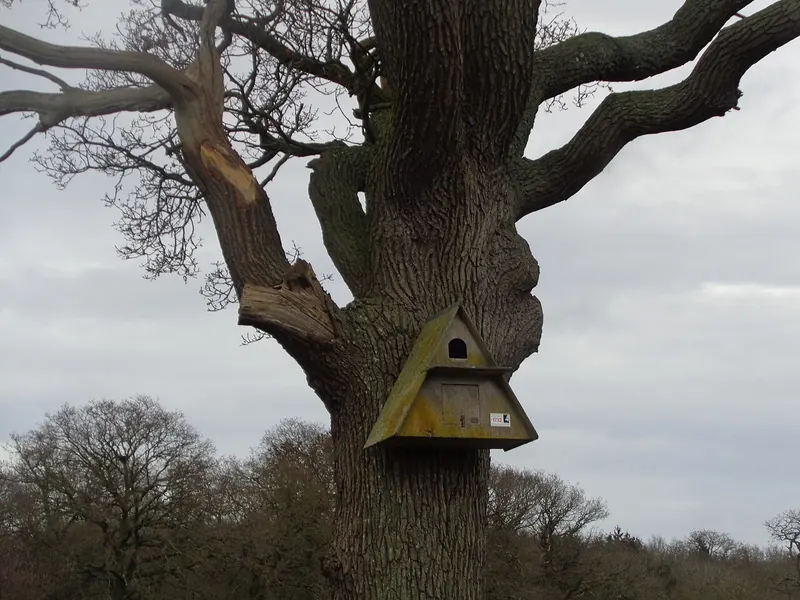 A wooden barn owl nest box fixed high in a large tree beside farmland