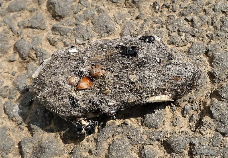 A grey owl pellet lying on dry ground