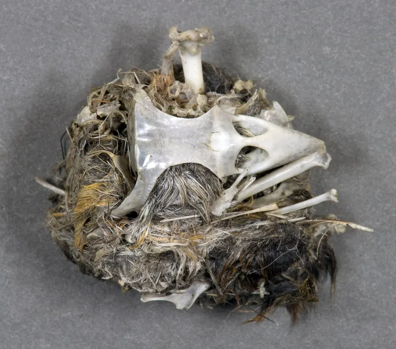 A pulled-apart owl pellet showing a small skull among grey fur
