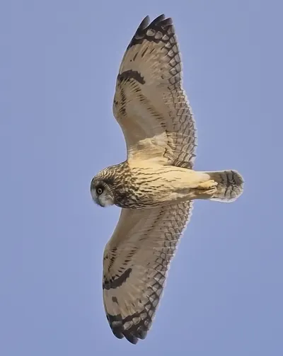 Short-eared owl