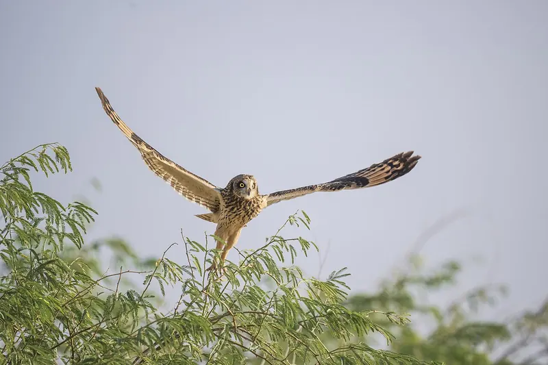 A short-eared owl landing on a bush with wings spread