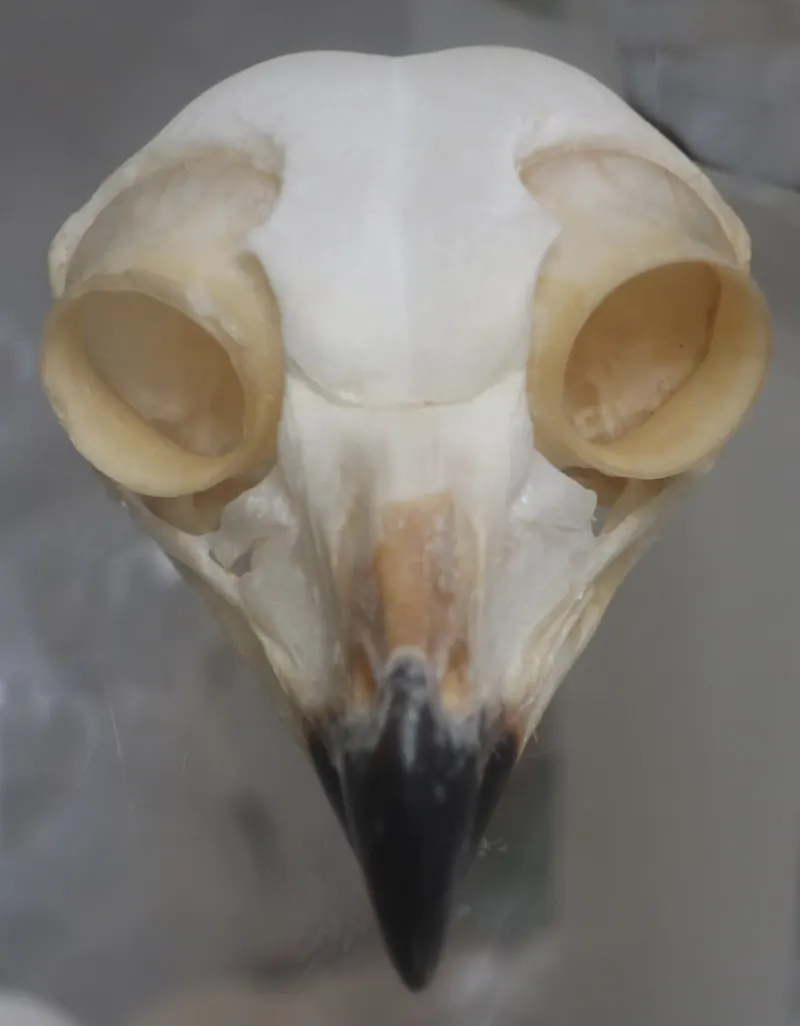 The skull of a great horned owl seen from the front, showing huge eye sockets