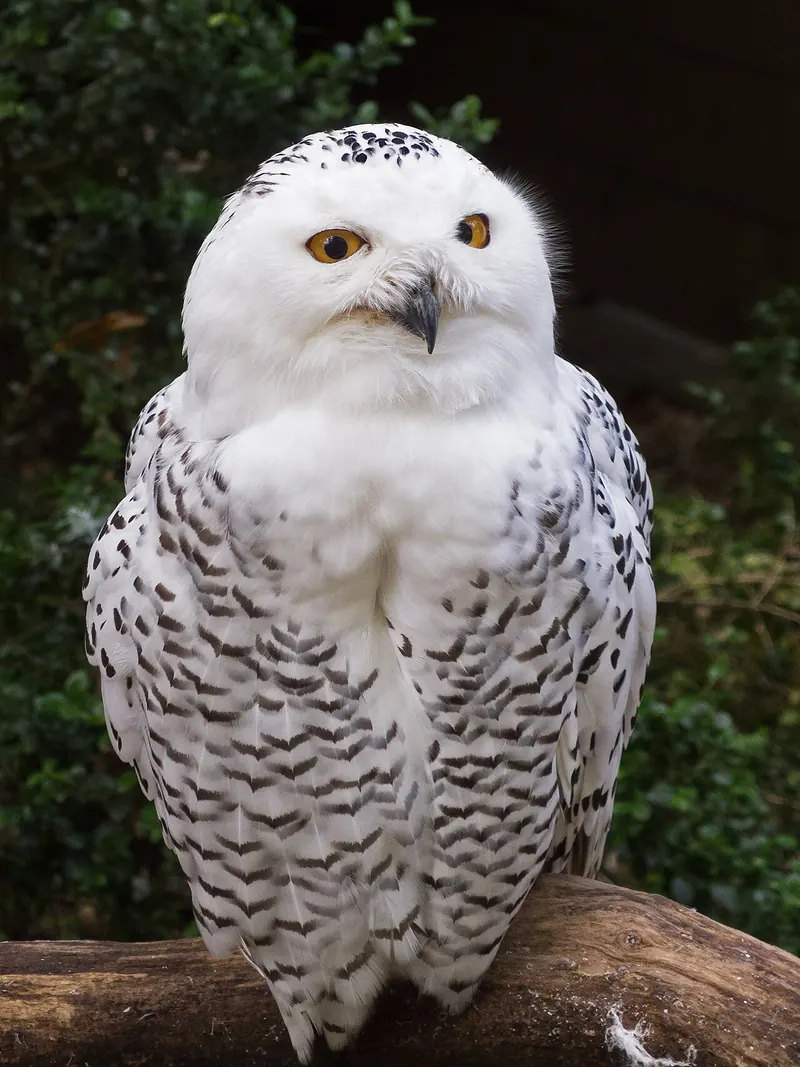 A white snowy owl with black flecks perched in an enclosure