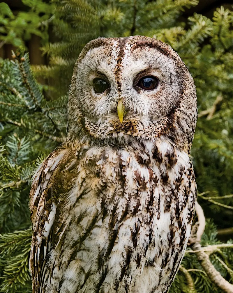 A tawny owl perched on a branch, looking at the camera with dark eyes