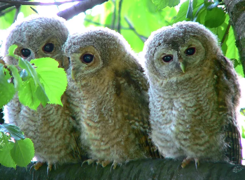 Three fluffy grey young tawny owls side by side on a branch