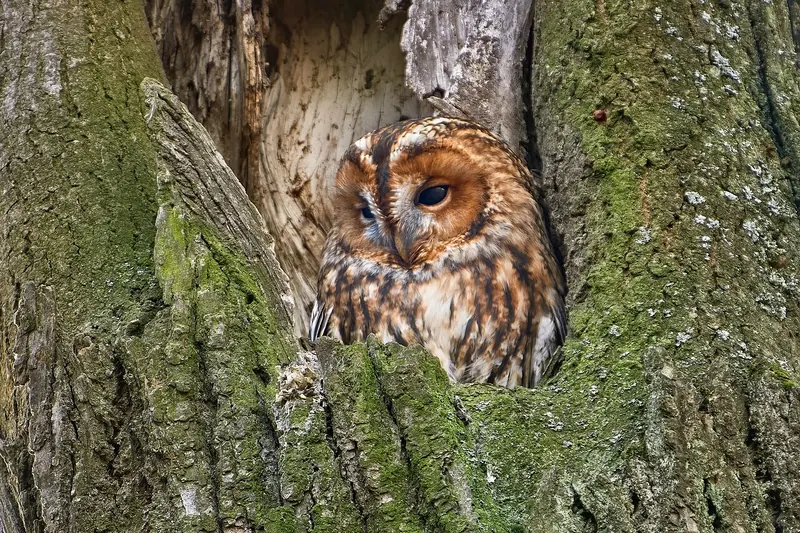 A tawny owl peering out of a hollow in an old tree